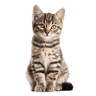 American Bobtail