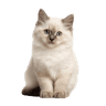 Birman