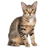 Burmese