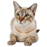 European Burmese