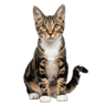 Manx