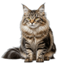 Norwegian Forest