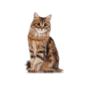 Siberian