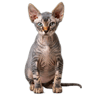 Sphynx