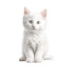 Turkish Van