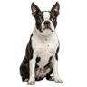 Boston Terrier