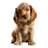 Cocker Spaniel