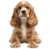 English Cocker Spaniel