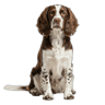 English Springer Spaniel