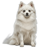 Finnish Spitz