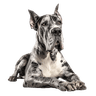 Great Dane