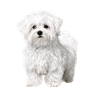 Maltese