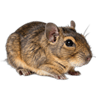 Grasscutters